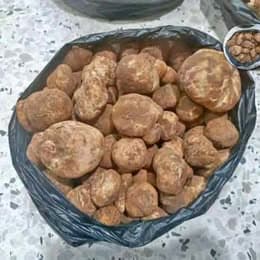 Truffes fraîches